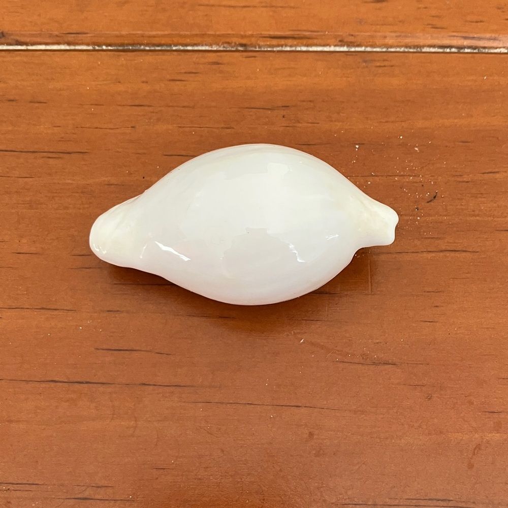 Shell - Picture 3 of 3
